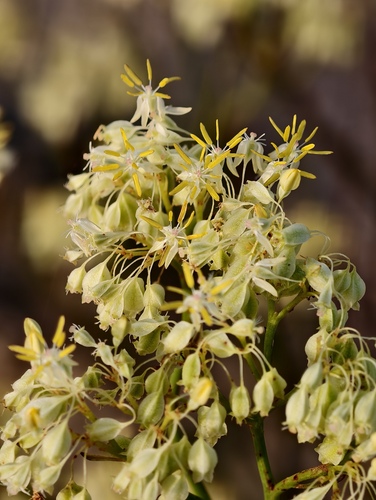 Glischrocaryon flavescens, 2026-09-20