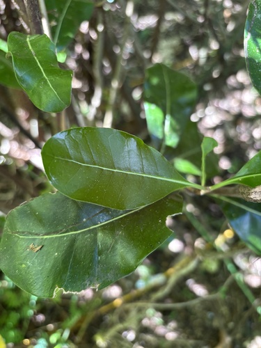 Palaquium observed 2026-10-06