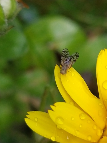 Tephritis nigricauda