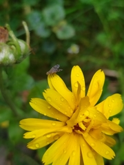 Tephritis nigricauda