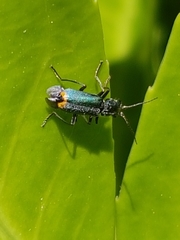 Clanoptilus elegans