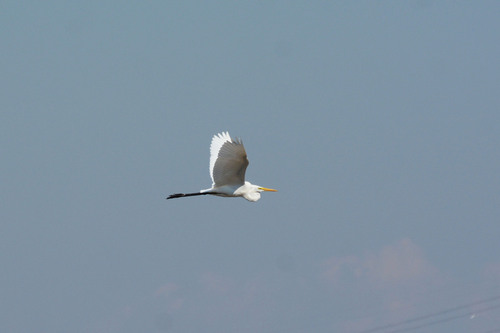 Great Egret