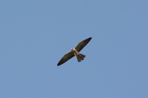 Amur Falcon
