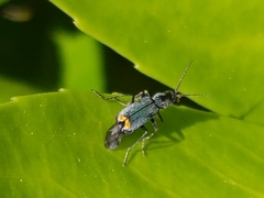 Clanoptilus elegans