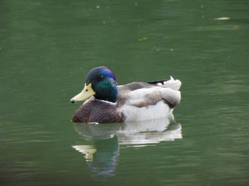 Mallard