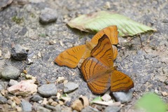 Pseudergolis wedah