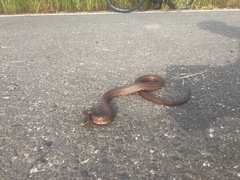 Euprepiophis conspicillata