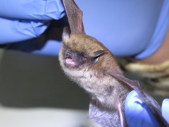 Myotis leibii