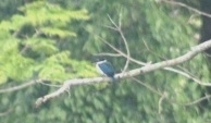 Collared Kingfisher
