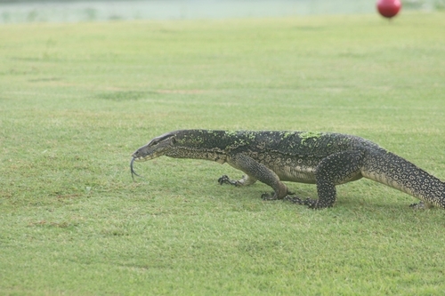 Common Water Monitor