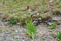 Primula vialii