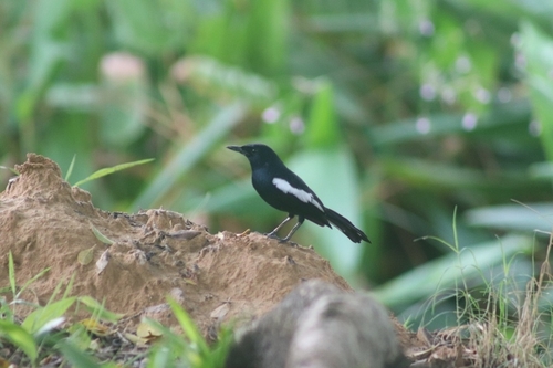 Oriental Magpie-Robin