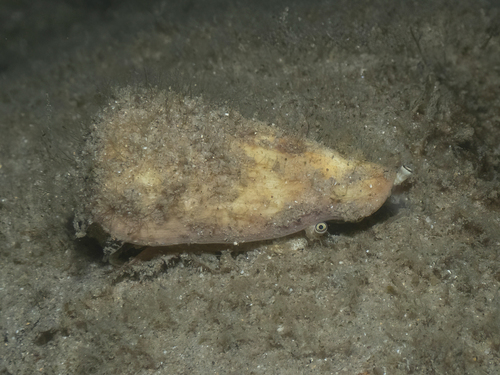 Strombus luhuanus observed 2026-10-07