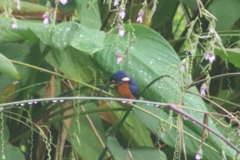 Blue-eared Kingfisher