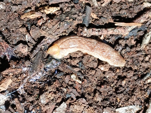 Testacella haliotidea observed 2026-10-07