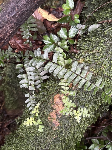 Asplenium normale observed 2026-10-07
