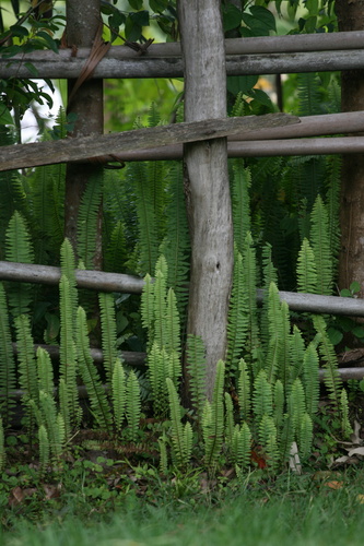 Nephrolepis undulata