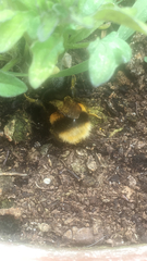 Bombus terrestris