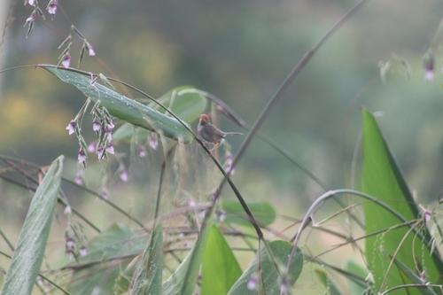 Ashy Tailorbird