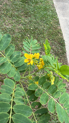 Senna surattensis observed 2026-10-07