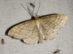 Idaea macilentaria