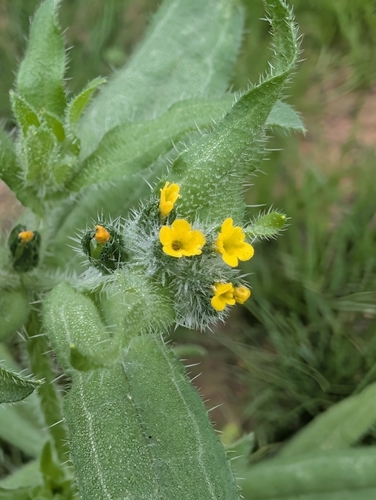 Amsinckia menziesii observed 2026-10-07
