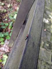 Ludioschema obscuripes