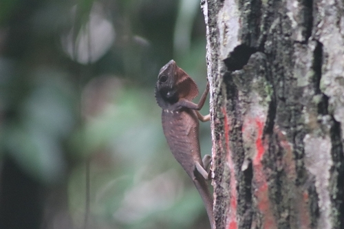 Green Crested Lizard