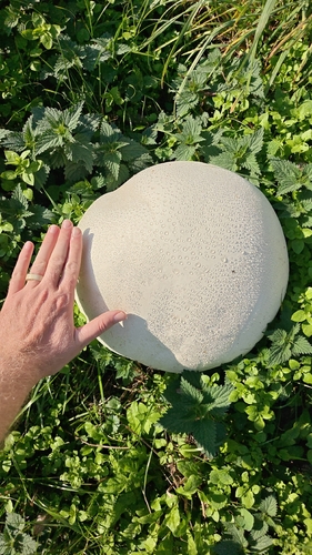 giant puffball