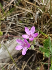 Erodium cicutarium