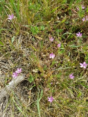 Erodium cicutarium