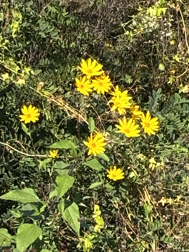Jerusalem artichoke