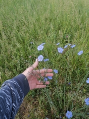 Linum austriacum