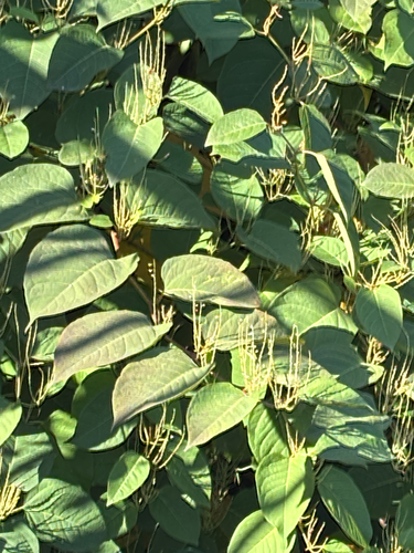 Japanese knotweed