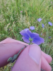 Linum austriacum