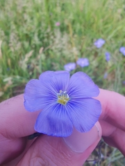 Linum austriacum