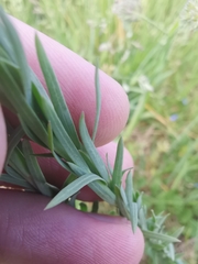 Linum austriacum