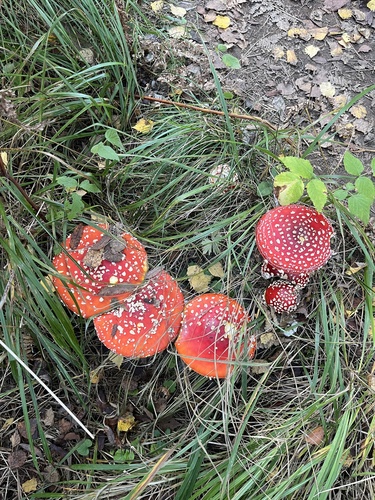 Fly Agaric