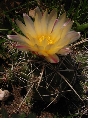 Thelocactus leucacanthus