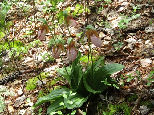 Sheltowee Trace NRT Section 12