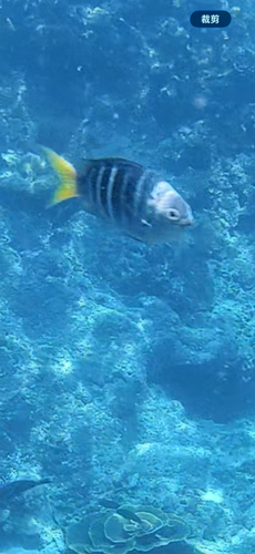 Abudefduf notatus observed 2026-10-07