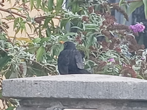 Eurasian Blackbird