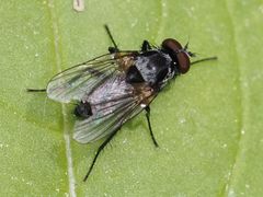 Anthomyia procellaris