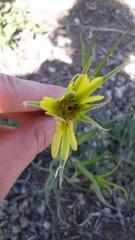 Tragopogon dubius