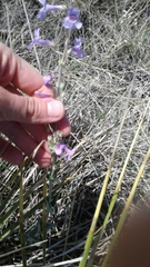 Penstemon fendleri