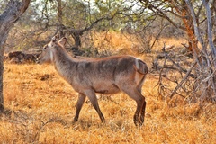 Kobus ellipsiprymnus ellipsiprymnus