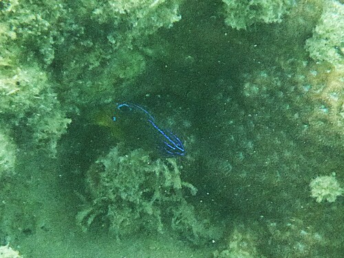 Pomacentrus trilineatus observed 2026-10-06