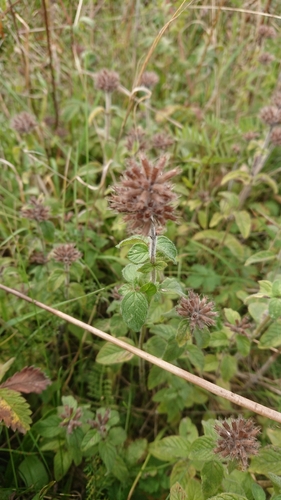 Wild Basil