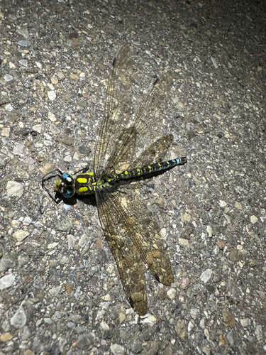 Southern Hawker