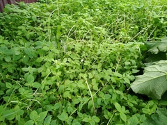 Impatiens parviflora